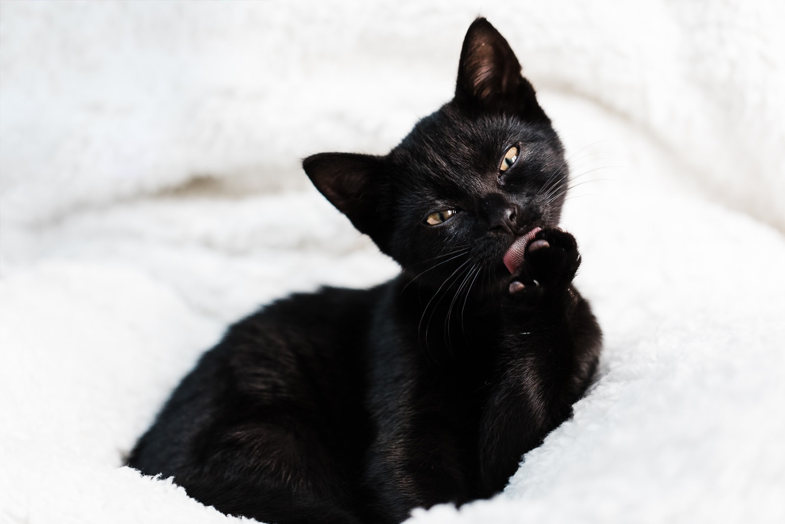 jet black kitten